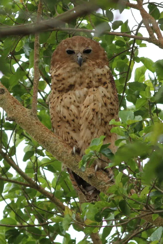 File:Pel's fishing owl, Scotopelia pel, at uMkhuze Game Reserve, kwaZulu-Natal, South Africa (15196441140).jpg