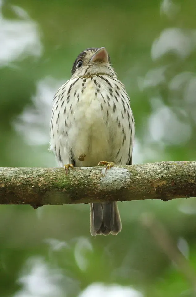 File:African broadbill, Smithornis capensis, at uMkhuze Game Reserve, kwaZulu-Natal, South Africa (15208103449).jpg