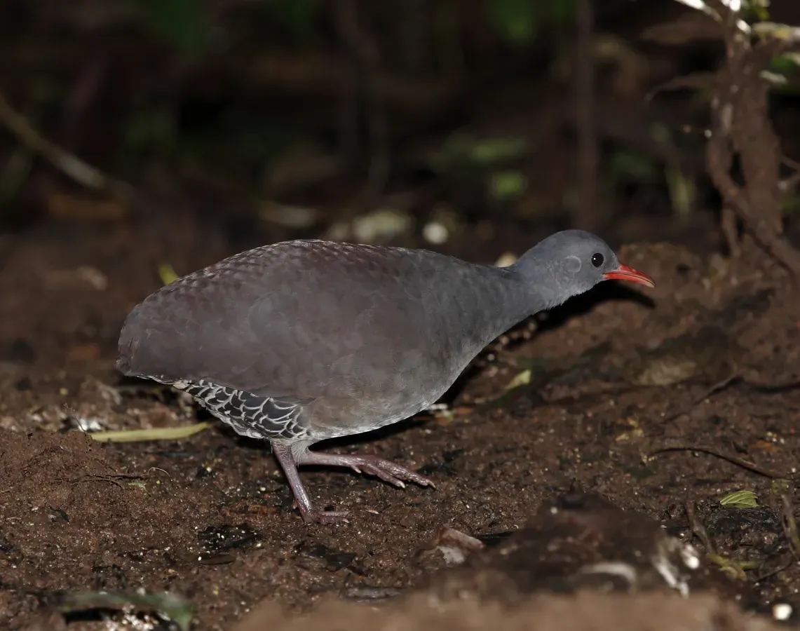 File:Crypturellus tataupa - Tataupa tinamou.JPG