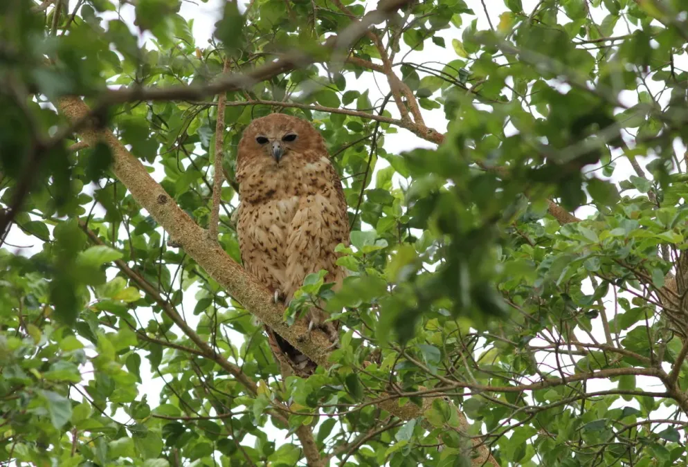 File:Pel's fishing owl, Scotopelia pel, at uMkhuze Game Reserve, kwaZulu-Natal, South Africa (15196440240).jpg