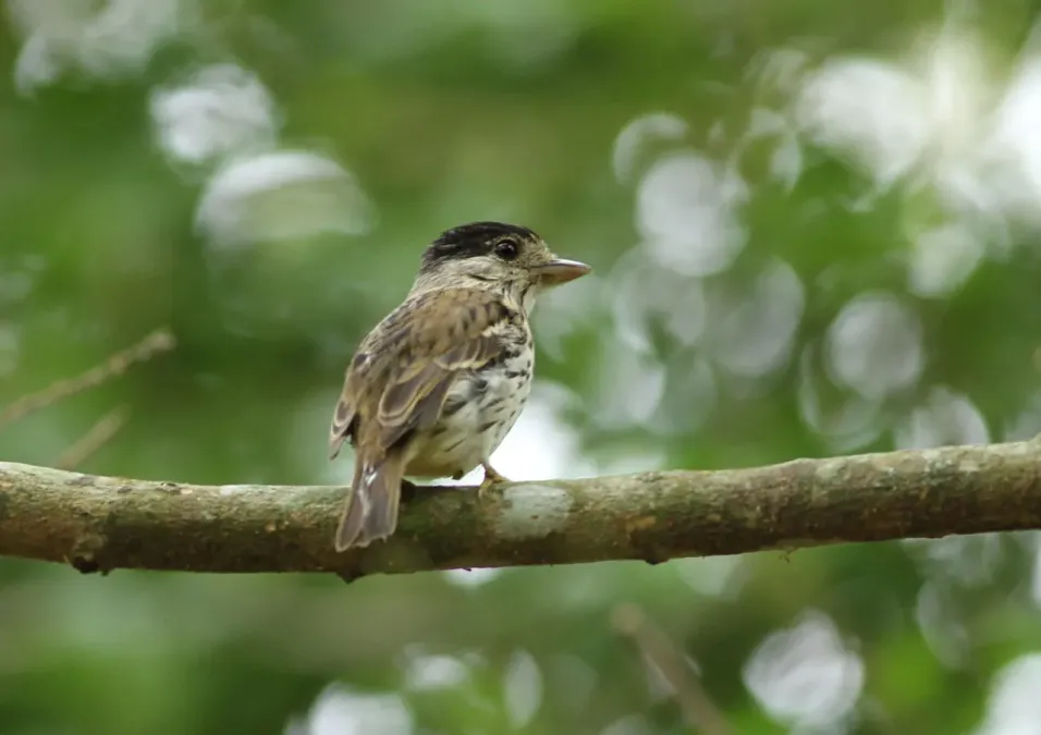 File:African broadbill, Smithornis capensis, at uMkhuze Game Reserve, kwaZulu-Natal, South Africa (15208261348).jpg