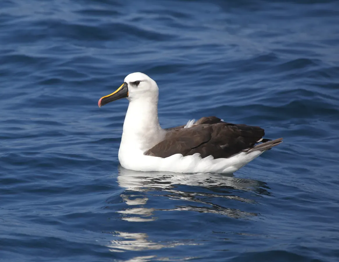 File:Thalassarche chlororhynchos - Yellow-nosed albatross.jpg