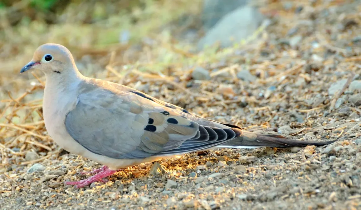 File:Zenaida macroura -California-8-2c.jpg