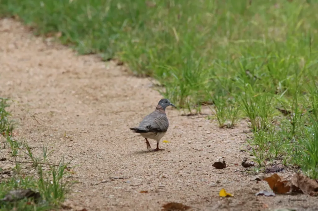 File:Geopelia humeralis (24580800121).jpg
