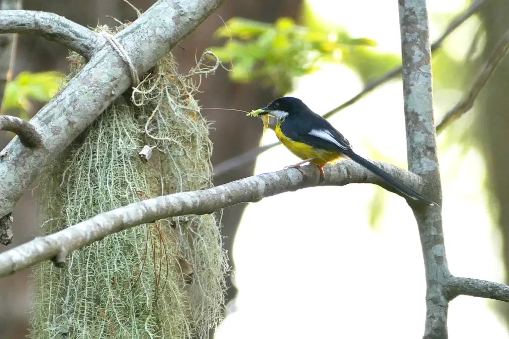 File:Apalis chariessa.jpg