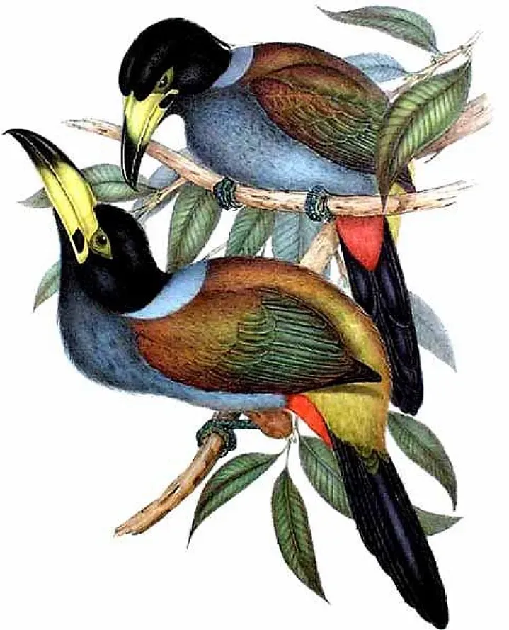 File:Andigena cucullata by John Gould.jpg