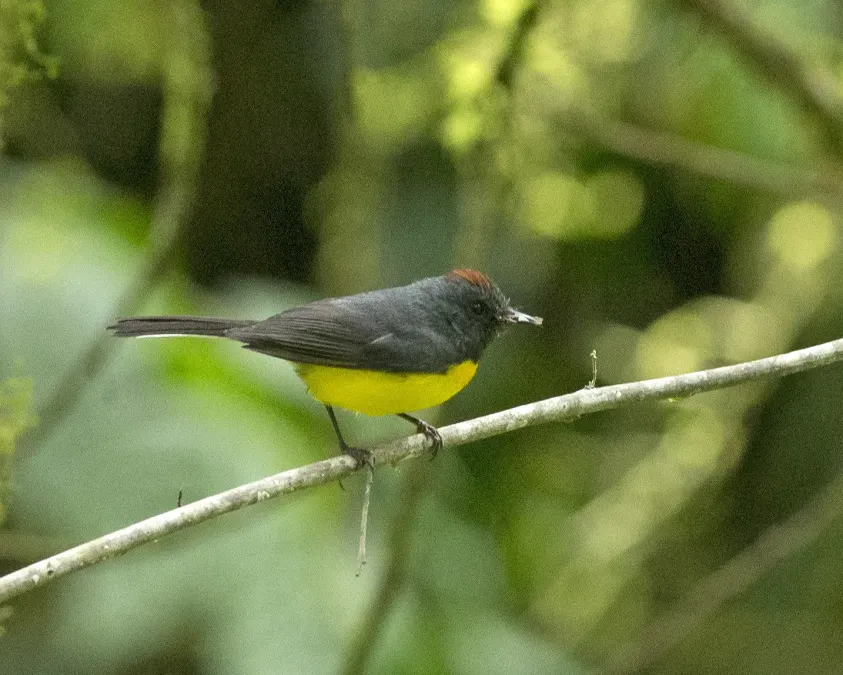 File:Atlapetes latinuchus Lip Kee Yap.jpg