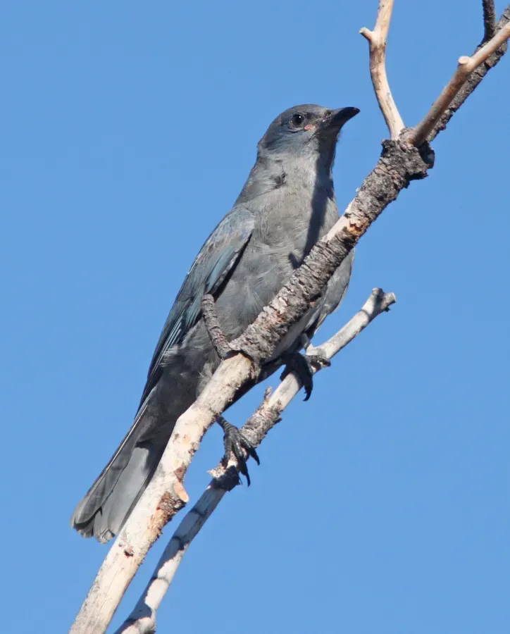 File:Gymnorhinus cyanocephalus, El Morro NM, Cibola Co., New Mexico 2.jpg