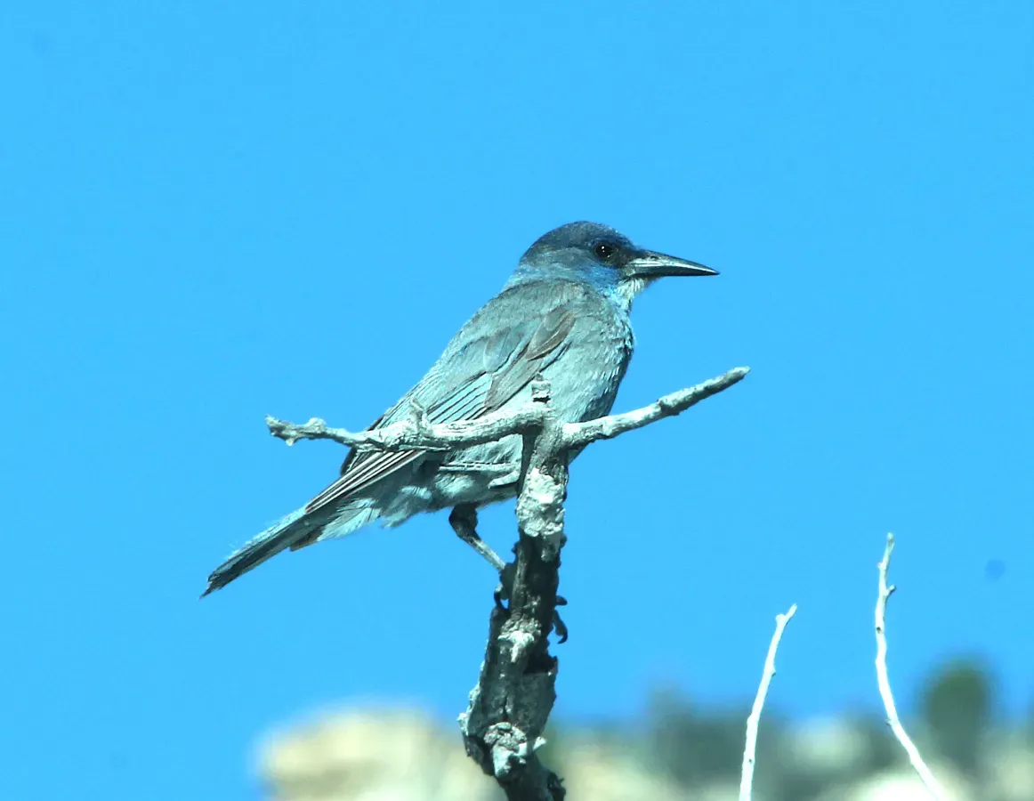 File:Gymnorhinus cyanocephalus, Bear Creek, Huntington, Emery Co., Utah 2.jpg