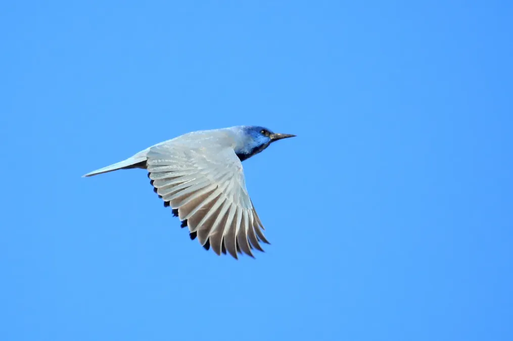 File:Gymnorhinus cyanocephalus, Carson City, Nevada 1.jpg