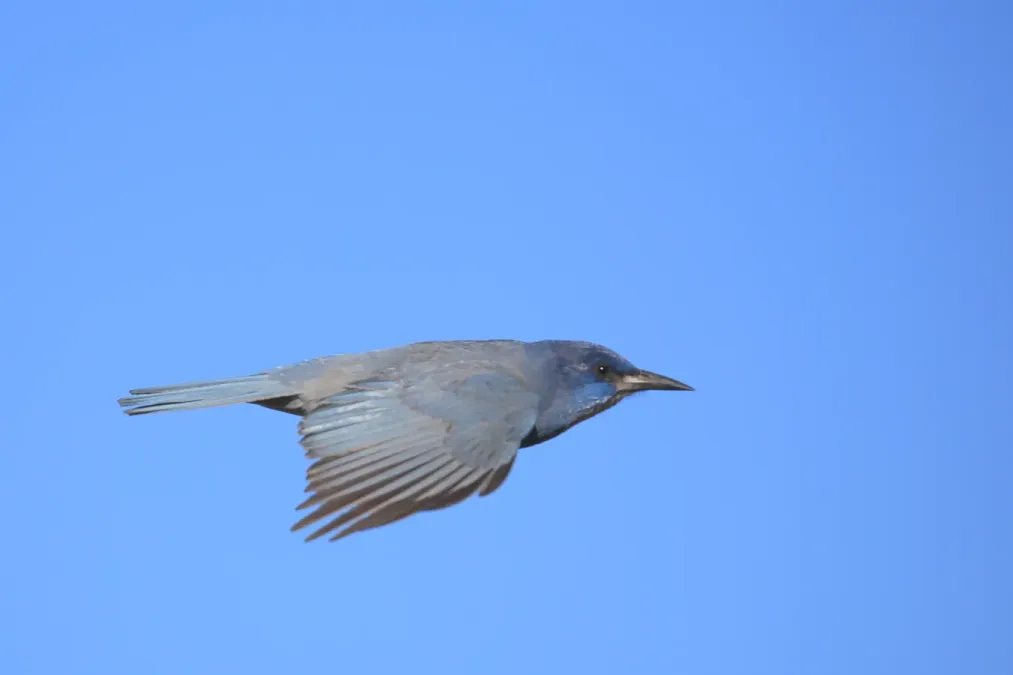 File:Gymnorhinus cyanocephalus, Carson City, Nevada 2.jpg