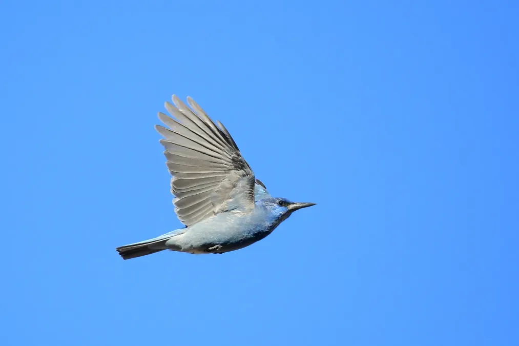 File:Gymnorhinus cyanocephalus, Carson City, Nevada 3.jpg