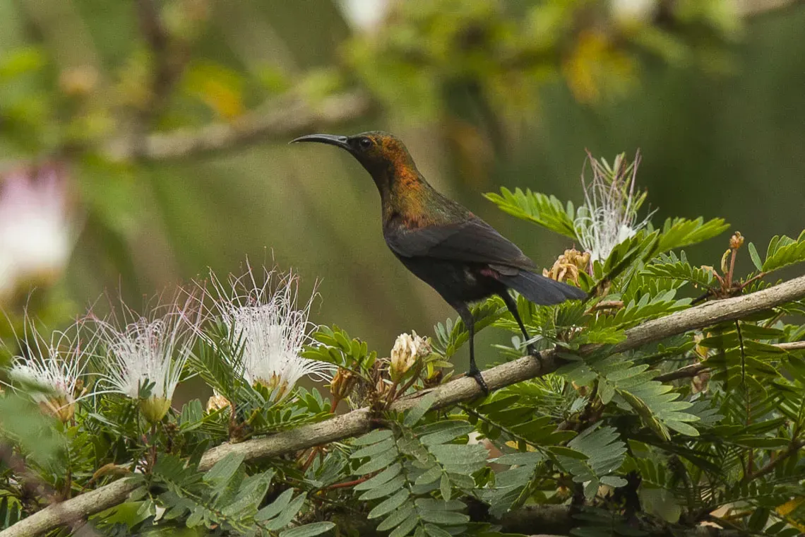 File:Cinnyris cupreus by Francesco Veronesi.jpg