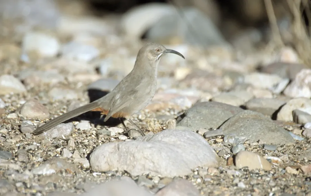 File:Toxostoma crissale.jpg