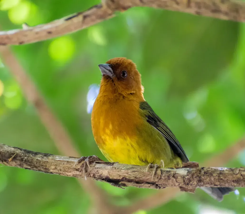 File:Ochre-breasted Brushfinch - Atlapetes Ajicero (Atlapetes semirufus denisei) (25112939111).jpg
