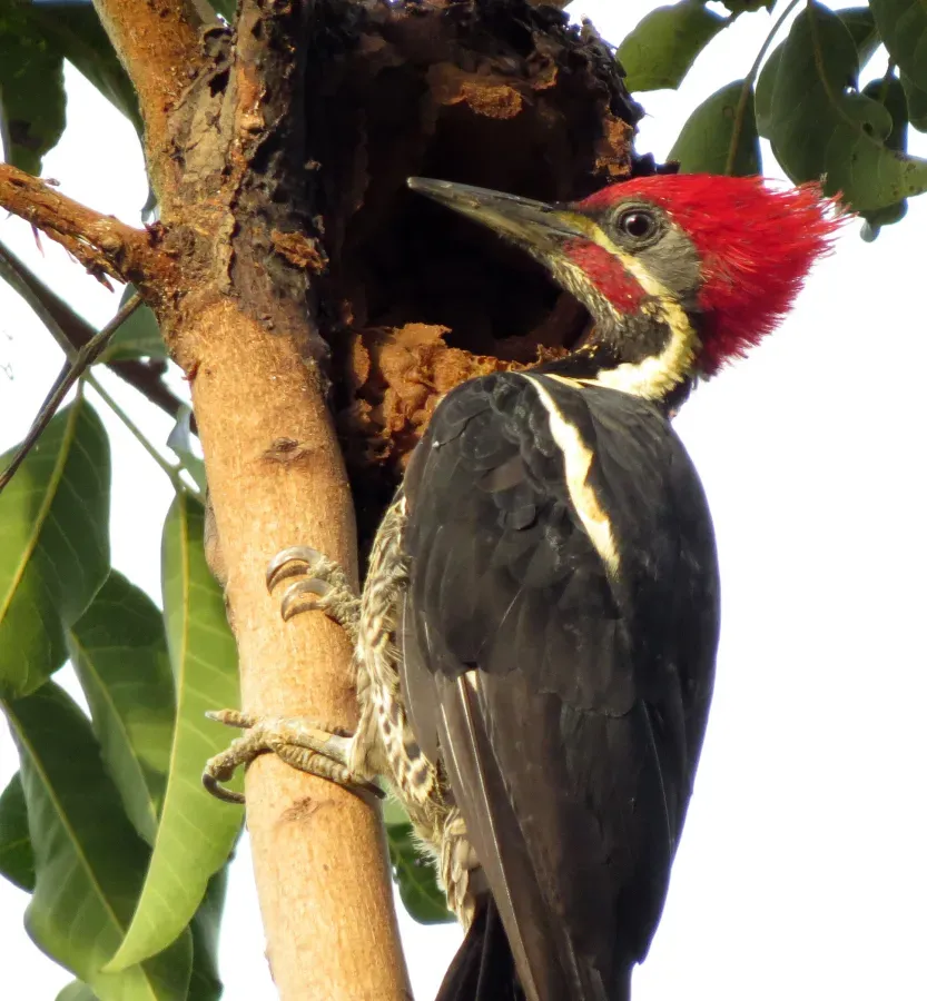 File:Dryocopus lineatus (Carpintero real) (24793532516).jpg