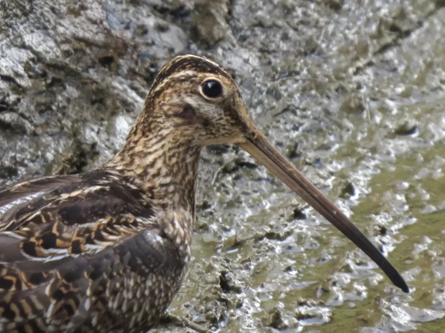 File:Gallinago nobilis (Caica paramuna) (24190982124).jpg
