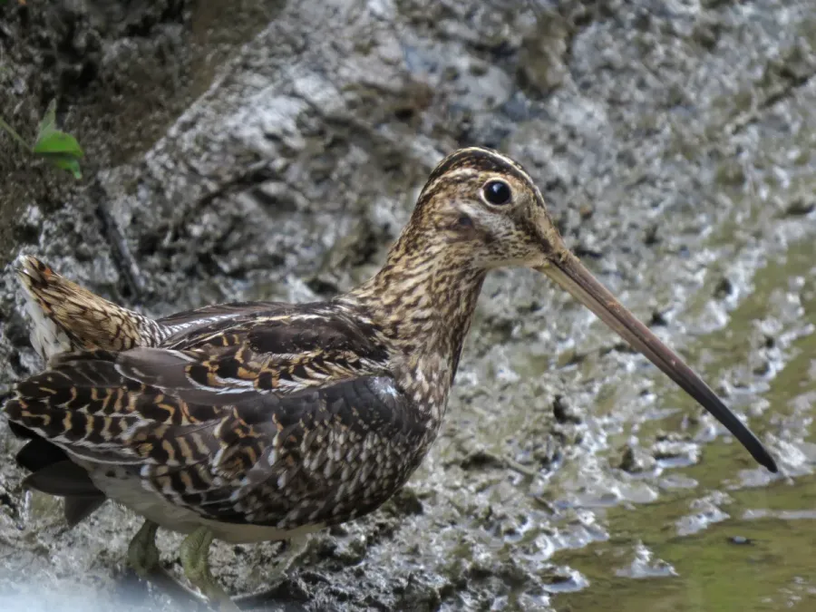 File:Gallinago nobilis (Caica paramuna) (24701320152).jpg