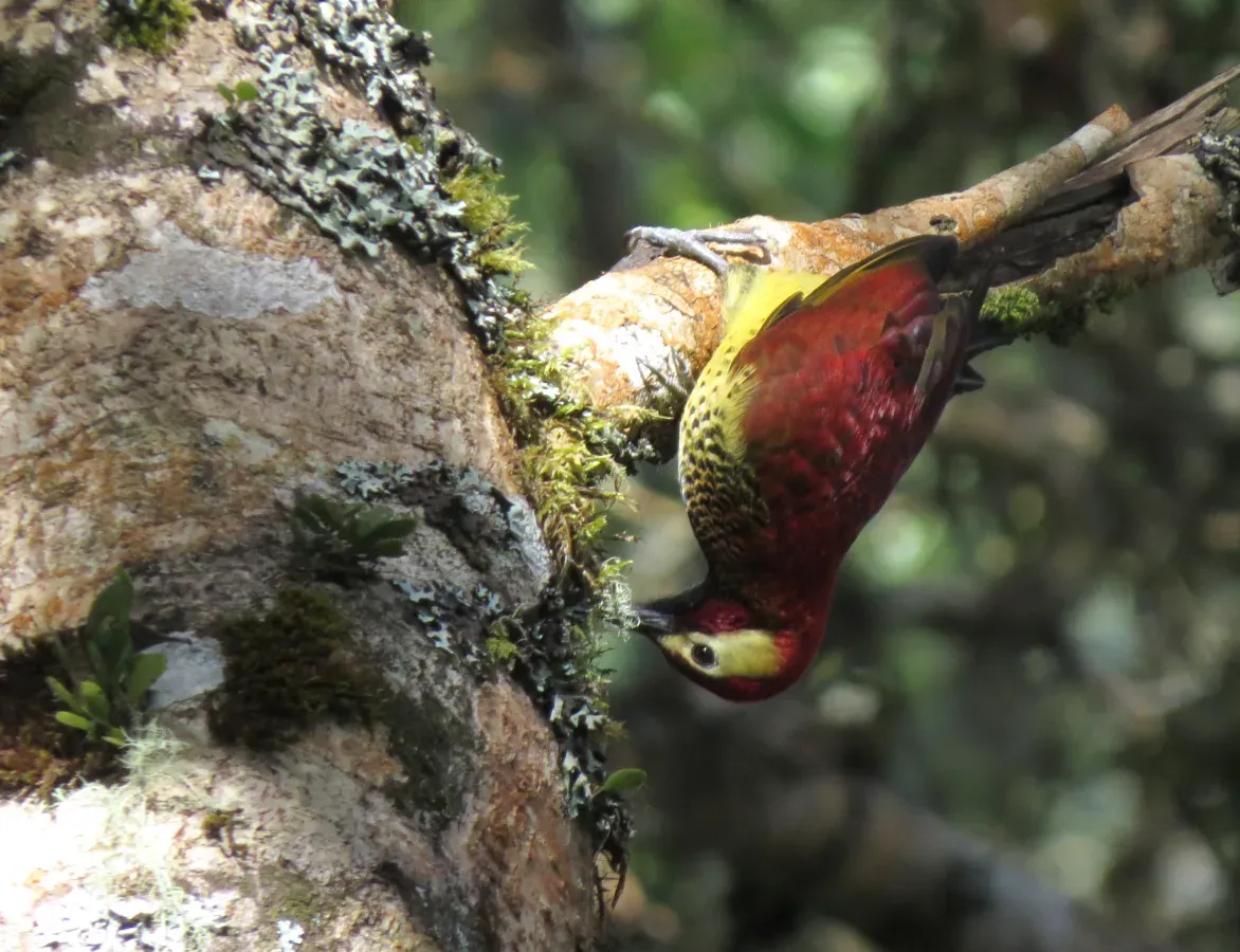 File:Colaptes rivolii (Carpintero carmesí) (24737304035).jpg
