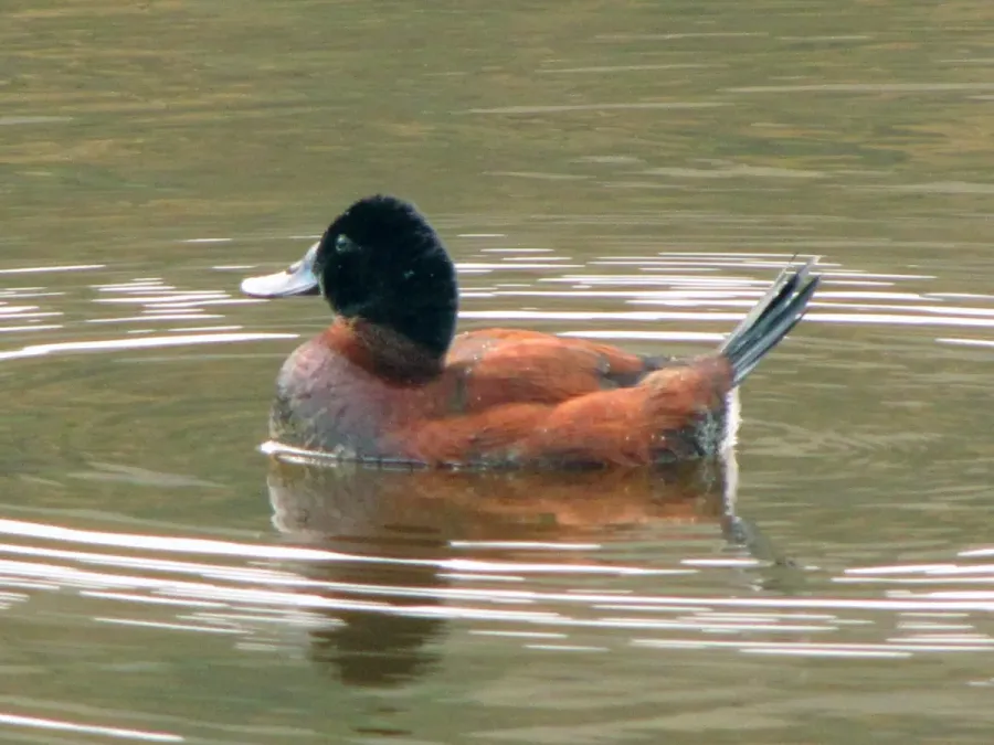 File:Oxyura ferruginea (Pato andino) macho, Armenia, Colombia (4834528212).jpg