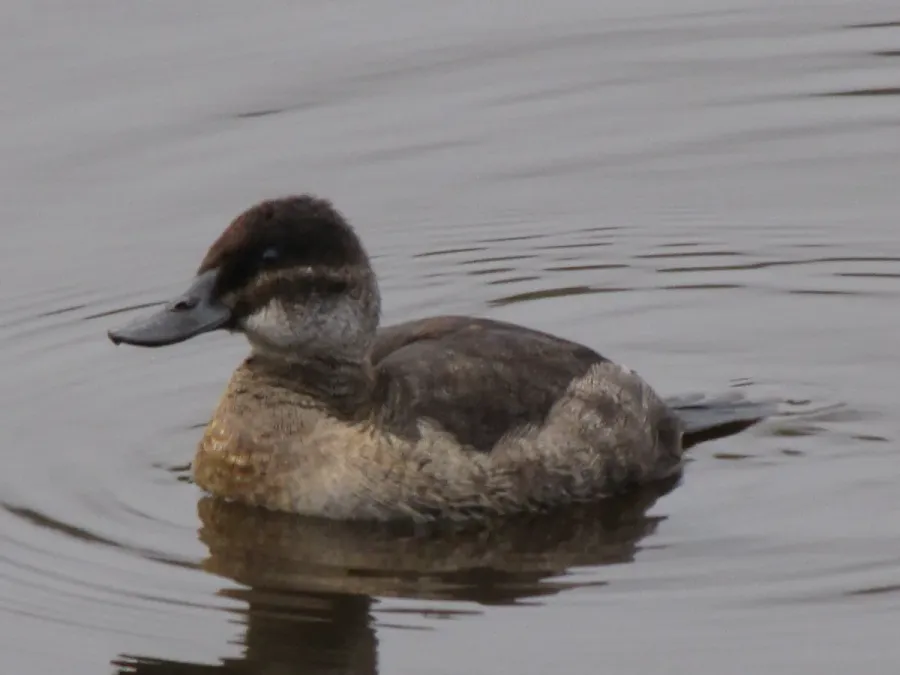 File:Oxyura ferruginea (Pato andino) hembra, Armenia, Colombia (4834538300).jpg