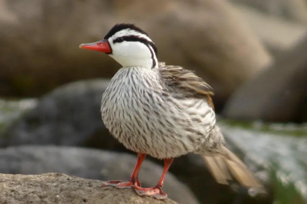File:Merganetta armata (Pato de torrentes) - Macho (16286015670).jpg