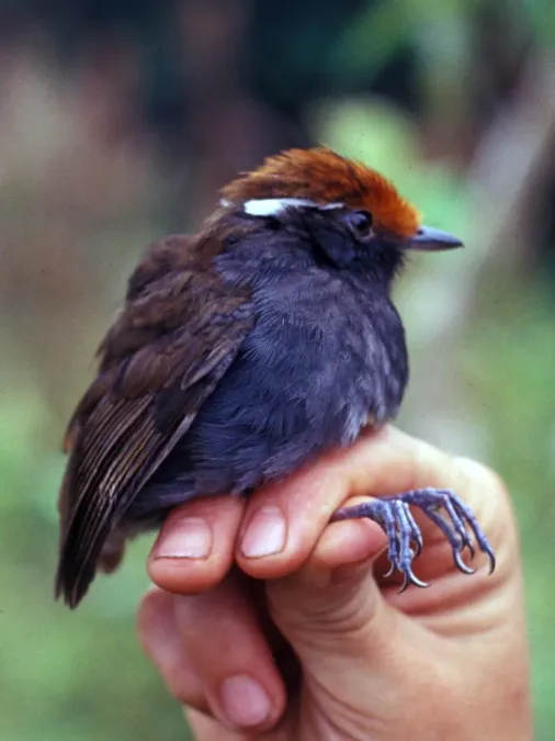 File:Conopophaga castaneiceps.jpg