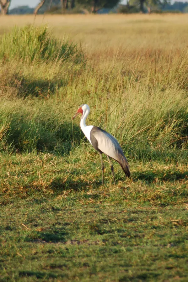 File:Bugeranus carunculatus Okavango.jpg