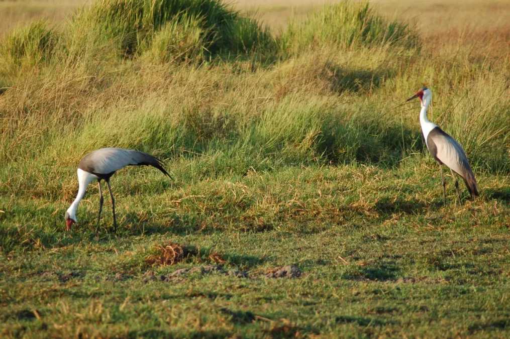 File:Bugeranus carunculatus Okavango1.jpg