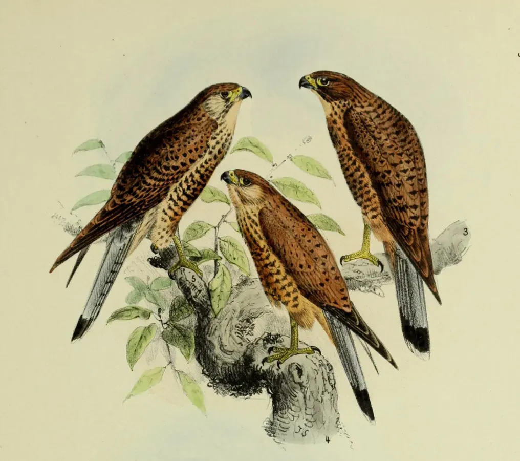 File:De vogels van Nederlandsch Indie - Falco moluccensis.jpg