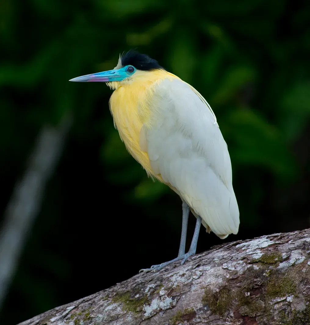 File:Pilherodius pileatus Capped Heron (cropped).jpg