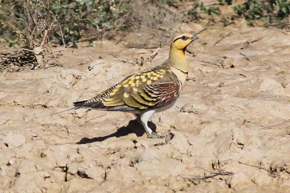 File:Pin-tailed Sandgrouse (Pterocles alchata) (8079445501).jpg