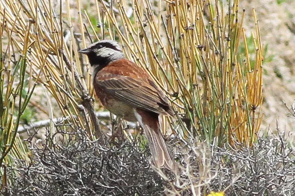 File:White-capped Bunting (Emberiza stewarti) (8079423217).jpg