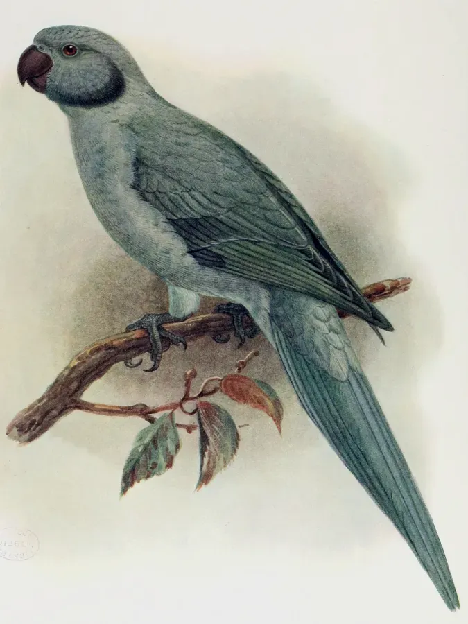 File:Psittacula exsul 2.jpg