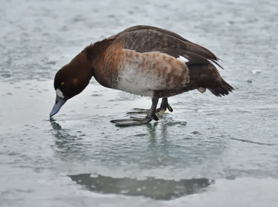 File:Aythya marila nearctica F 1Yr Ontario.jpg