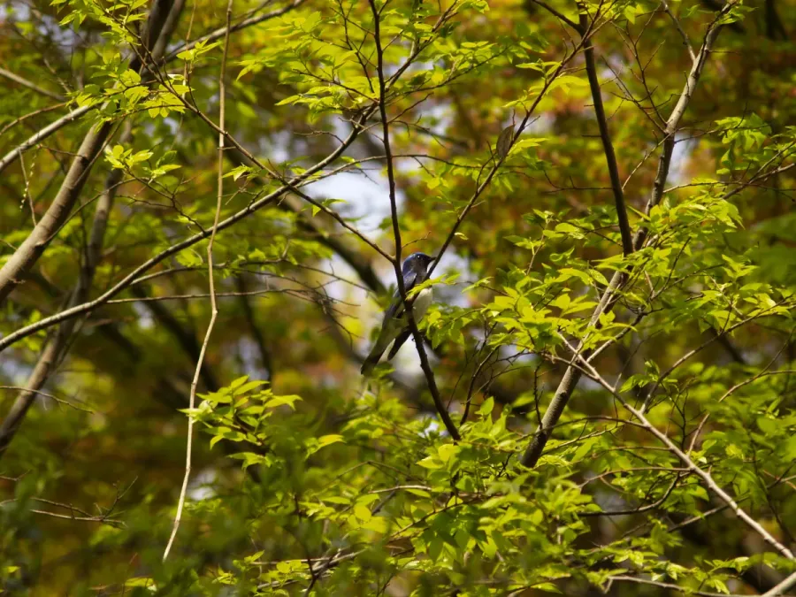 File:オオルリ (大瑠璃) (Blue-and-White Flycatcher) (Cyanoptila cyanomelana) (3092953988).jpg