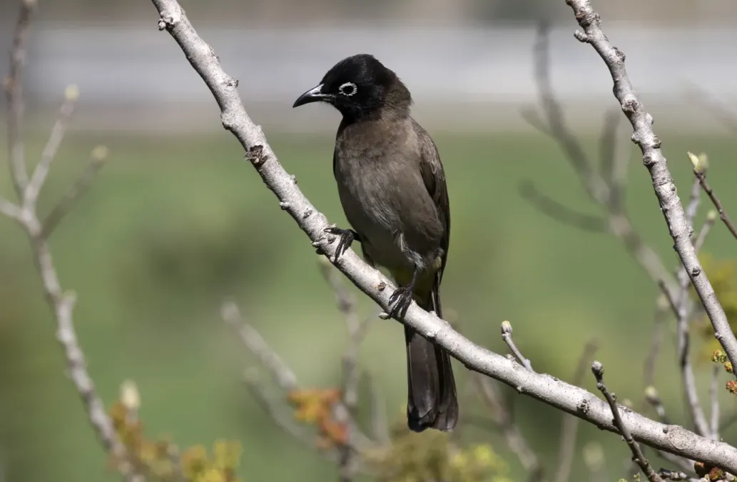 File:Yellow-vented bulbul - Pycnonotus xanthopygos 04.jpg