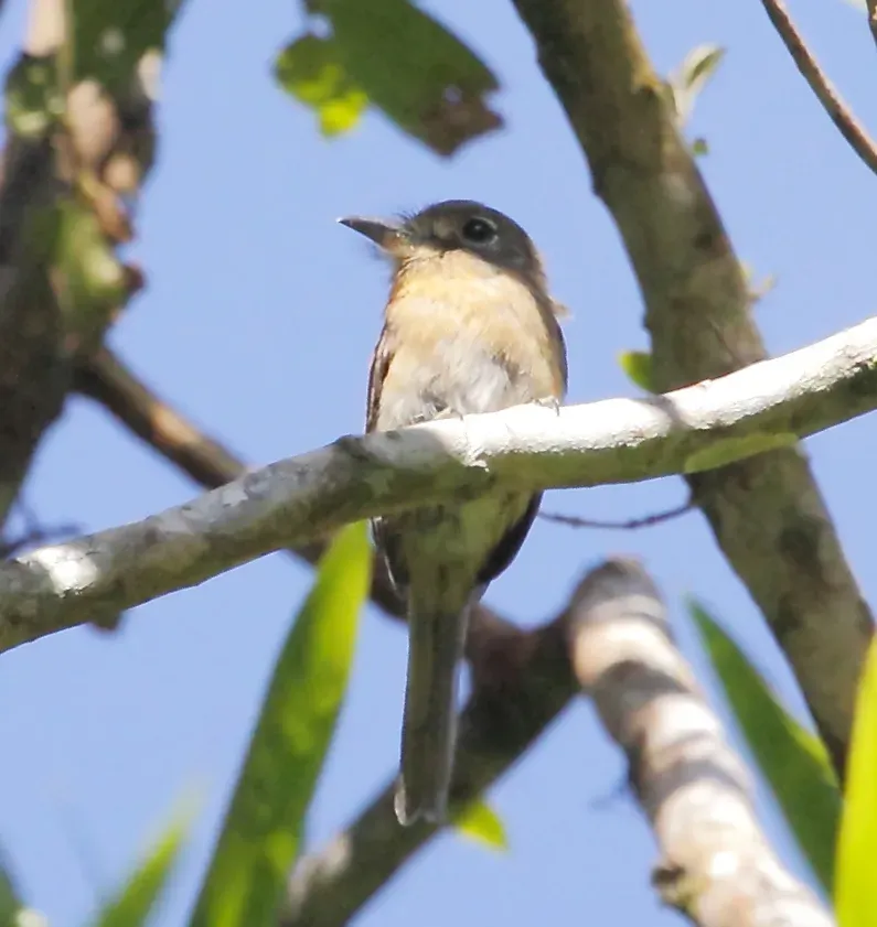 File:Nonnula rubecula - Rusy-breasted nunlet.JPG