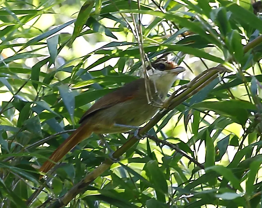File:Biatas nigropectus - White-bearded antshrike (female).JPG