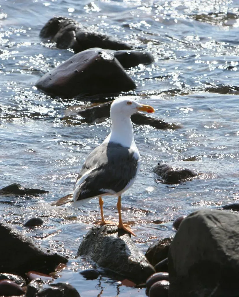 File:Larus livens.jpg