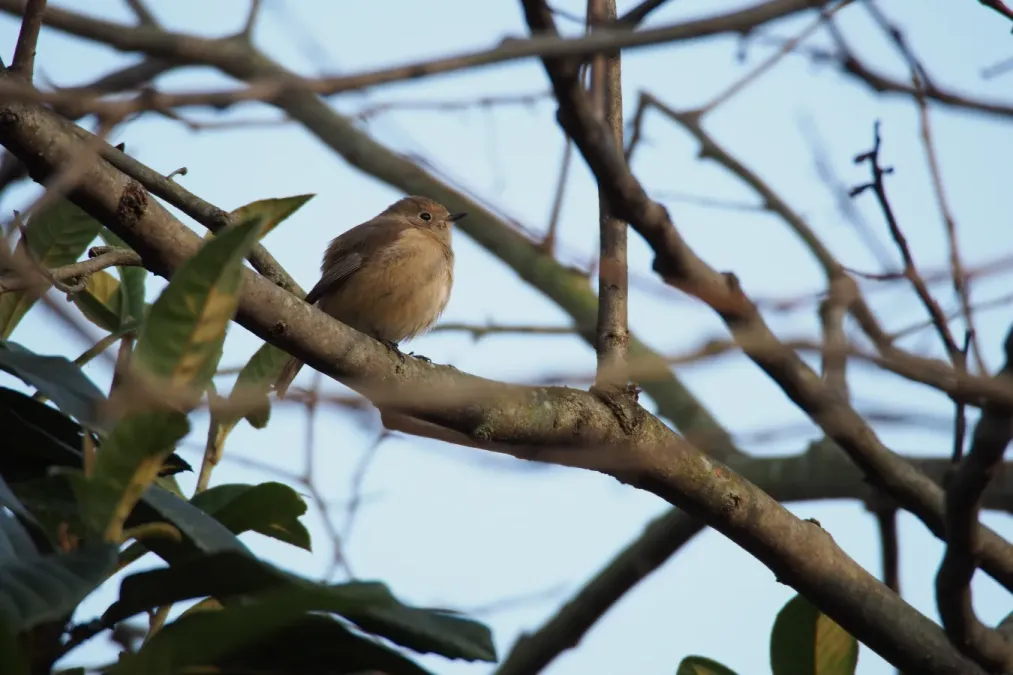 File:Daurian Redstart (Phoenicurus auroreus) (23494113204).jpg