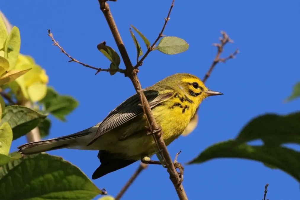 File:Prairie warbler (Setophaga discolor paludicola) male J.jpg