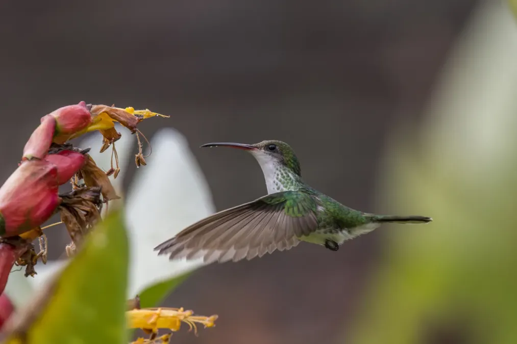 File:Red-billed streamertail (Trochilus polytmus) female in flight 2.JPG