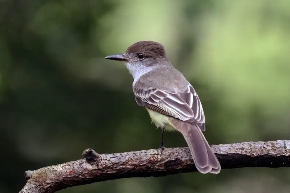 File:Stolid flycatcher (Myiarchus stolidus stolidus).jpg
