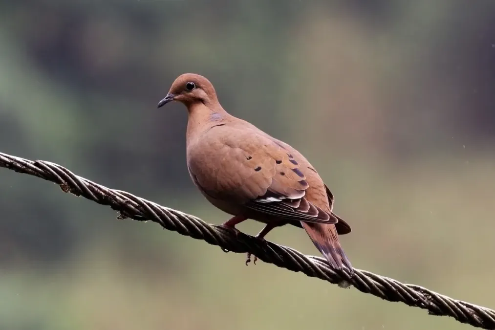 File:Zenaida dove (Zenaida aurita) male.JPG