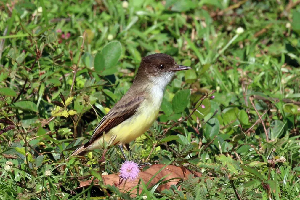 File:Sad flycatcher (Myiarchus barbirostris) 2.JPG