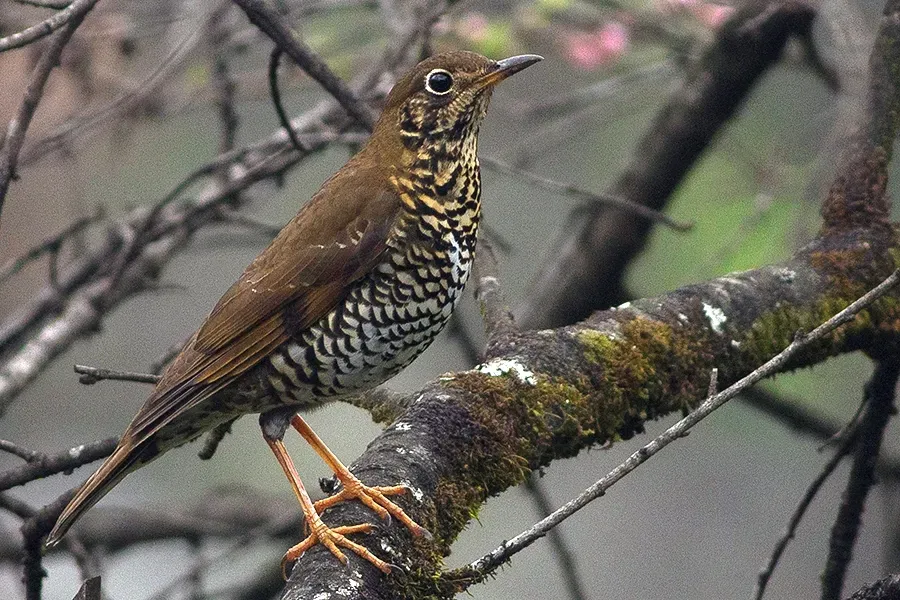 File:Zoothera mollissima Khangchendzonga Biosphere Reserve West Sikkim India 16.02.2016.jpg