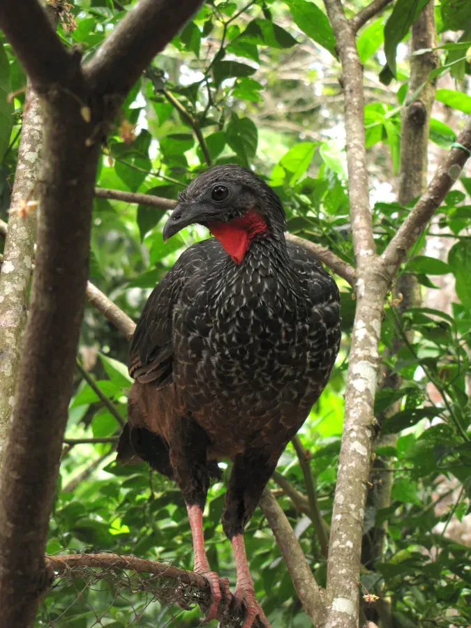 File:Penelope jacquacu (Pava llanera) (14067356570).jpg