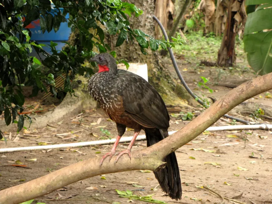 File:Penelope jacquacu (Pava llanera) (14253599364).jpg