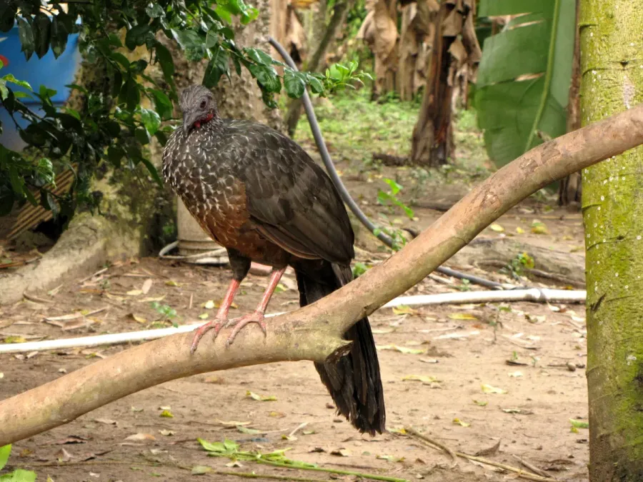 File:Penelope jacquacu (Pava llanera) (14253594104).jpg